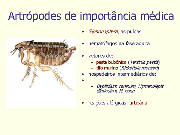Artrópodes de importância médica • Siphonaptera, as pulgas • hematófagos na fase adulta •