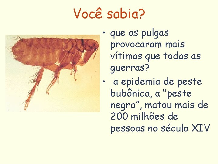 Você sabia? • que as pulgas provocaram mais vítimas que todas as guerras? •