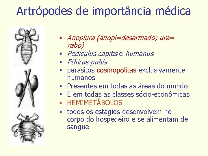 Artrópodes de importância médica § Anoplura (anopl=desarmado; ura= rabo) § Pediculus capitis e humanus