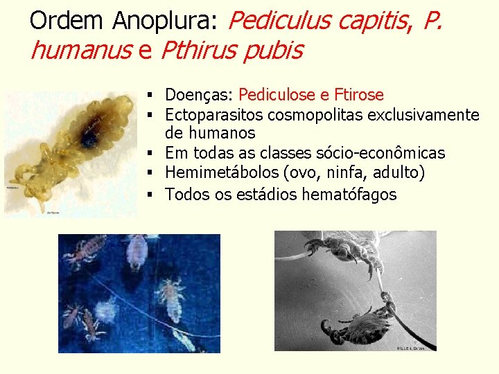 Ordem Anoplura: Pediculus capitis, P. humanus e Pthirus pubis § Doenças: Pediculose e Ftirose