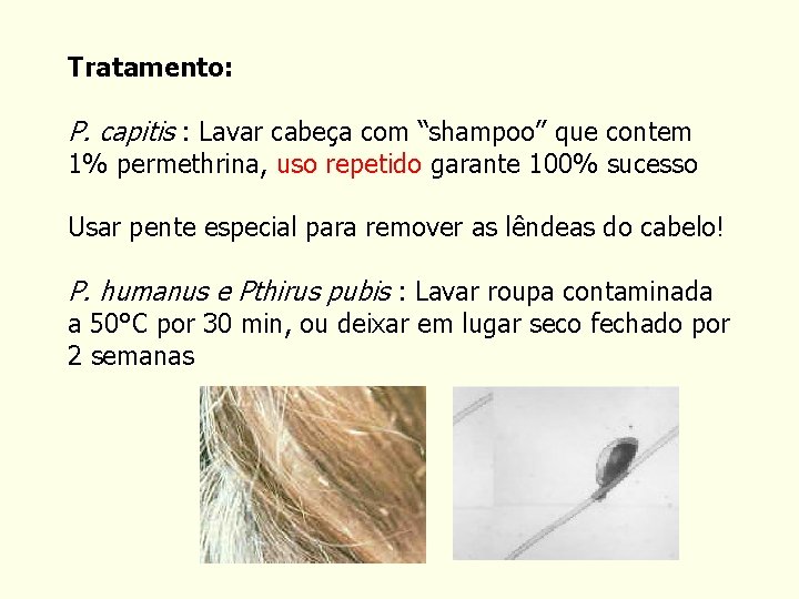 Tratamento: P. capitis : Lavar cabeça com “shampoo” que contem 1% permethrina, uso repetido