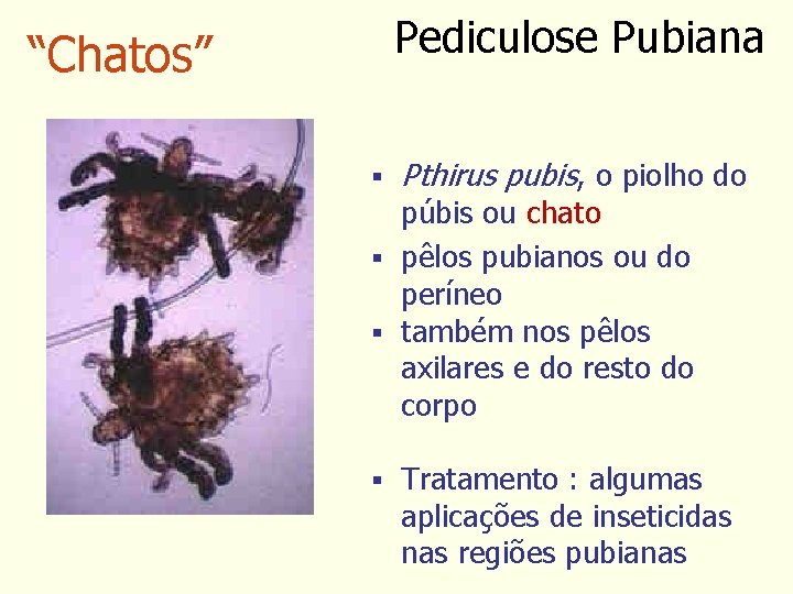 Pediculose Pubiana “Chatos” § Pthirus pubis, o piolho do púbis ou chato § pêlos