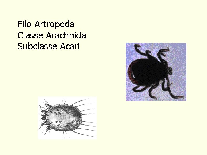 Filo Artropoda Classe Arachnida Subclasse Acari 