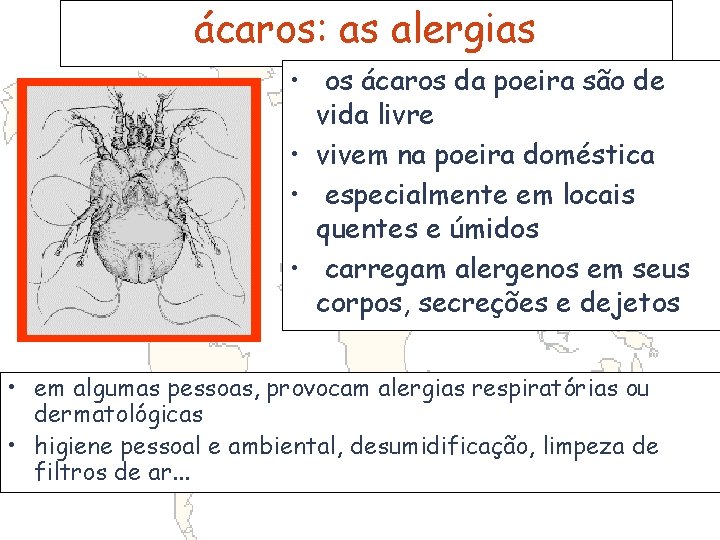 ácaros: as alergias • os ácaros da poeira são de vida livre • vivem