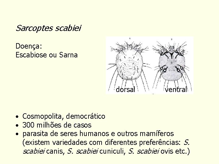 Subordem: Astigmata (Sarcoptiformes) Sarcoptes scabiei Doença: Escabiose ou Sarna dorsal ventral • Cosmopolita, democrático