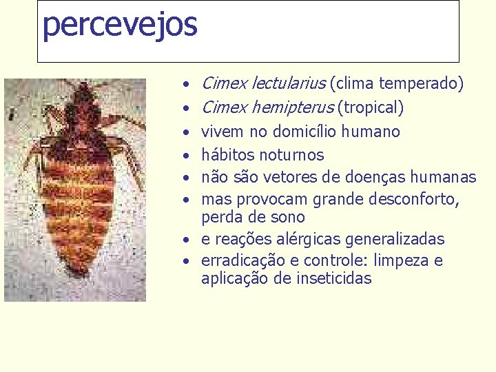 percevejos • Cimex lectularius (clima temperado) • Cimex hemipterus (tropical) • vivem no domicílio