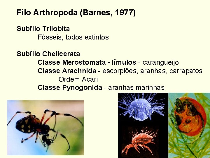 Filo Arthropoda (Barnes, 1977) Subfilo Trilobita Fósseis, todos extintos Subfilo Chelicerata Classe Merostomata -