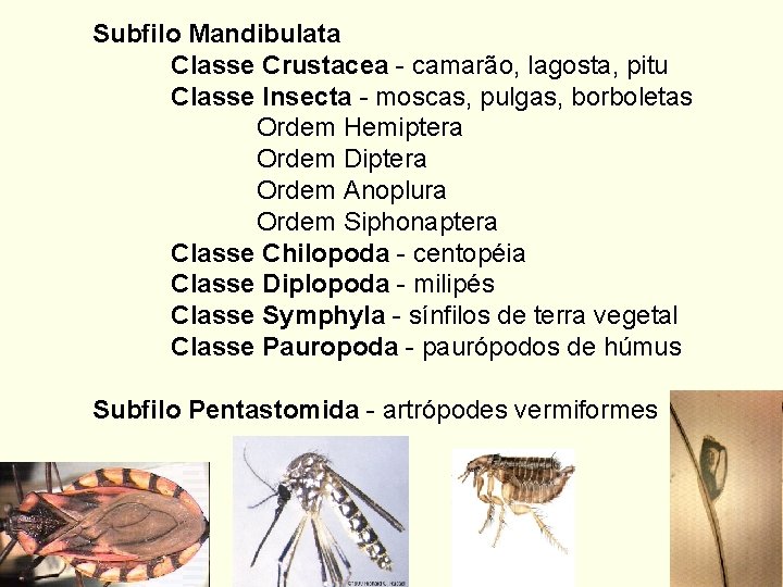 Subfilo Mandibulata Classe Crustacea - camarão, lagosta, pitu Classe Insecta - moscas, pulgas, borboletas