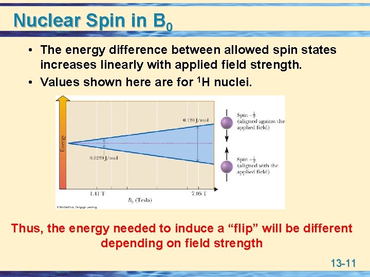 Nuclear Spin in B 0 • The energy difference between allowed spin states increases
