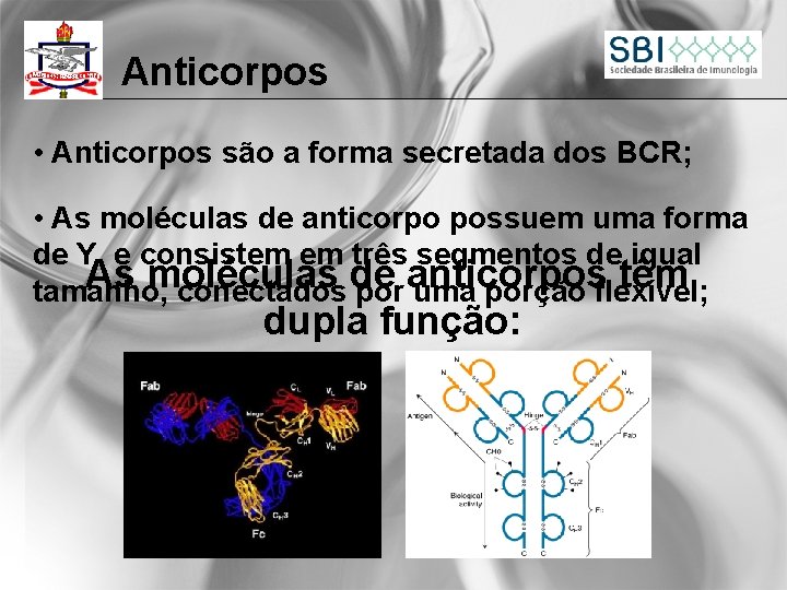 Anticorpos • Anticorpos são a forma secretada dos BCR; • As moléculas de anticorpo