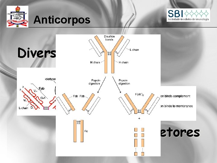 Anticorpos Diversidade Mecanismos efetores 