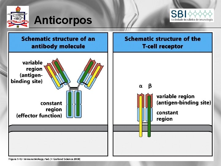 Anticorpos 
