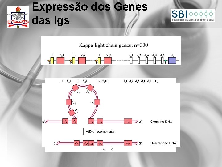 Expressão dos Genes das Igs 