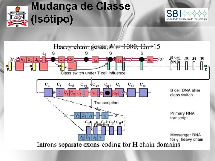 Mudança de Classe (Isótipo) 