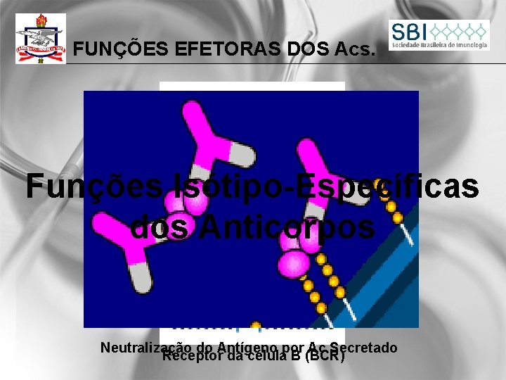 FUNÇÕES EFETORAS DOS Acs. Funções Isótipo-Específicas dos Anticorpos Neutralização do Antígeno por Ac Secretado