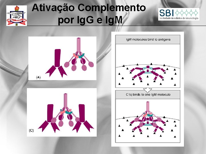 Ativação Complemento por Ig. G e Ig. M 