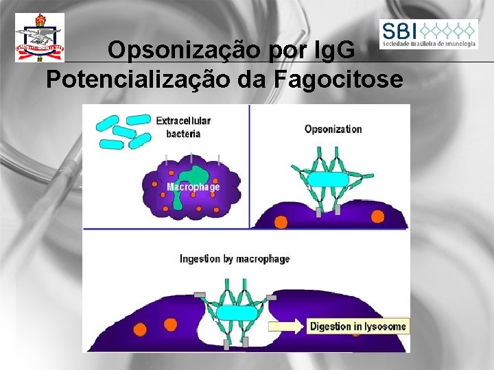  Opsonização por Ig. G Potencialização da Fagocitose 