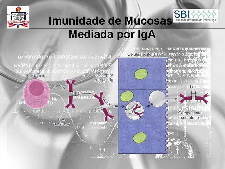 Imunidade de Mucosas Mediada por Ig. A 