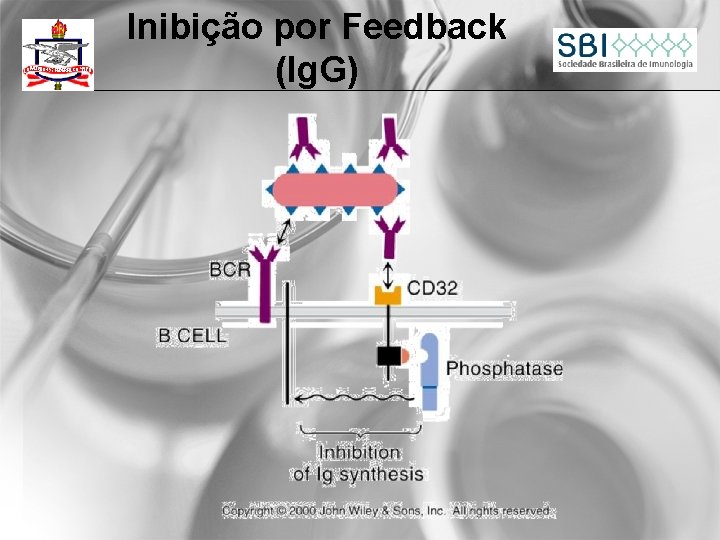 Inibição por Feedback (Ig. G) 