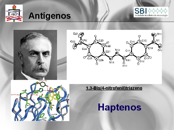 Antígenos 1, 3 -Bis(4 -nitrofenil)triazeno Haptenos 