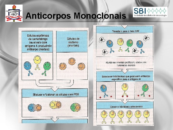 Anticorpos Monoclonais 