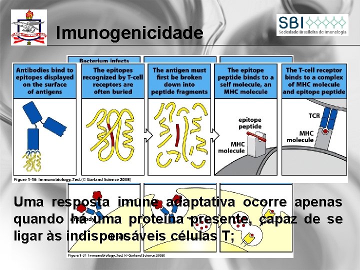 Imunogenicidade Uma resposta imune adaptativa ocorre apenas quando há uma proteína presente, capaz de