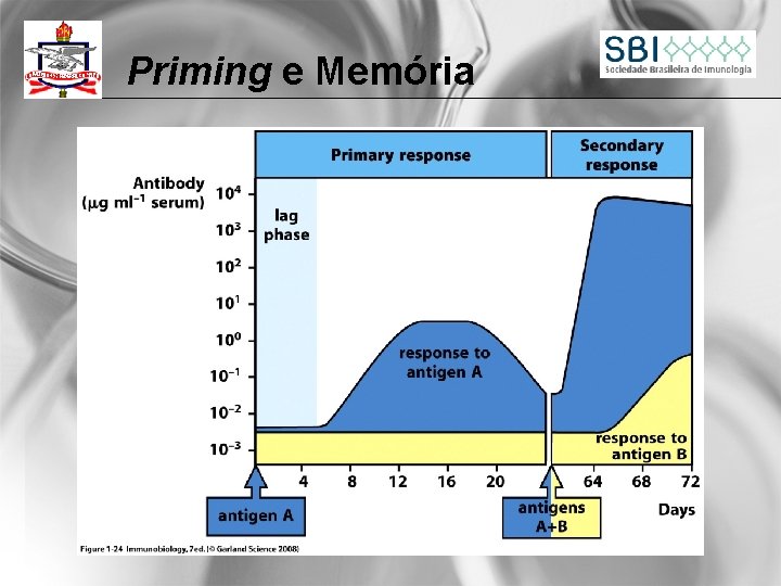Priming e Memória 