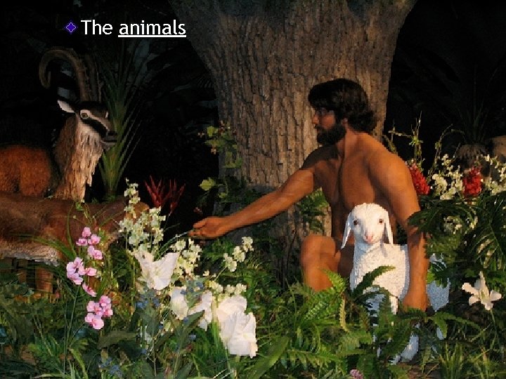The animals 