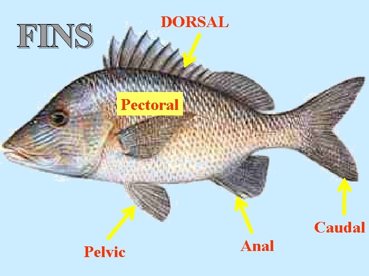 DORSAL FINS Pectoral Caudal Pelvic Anal 