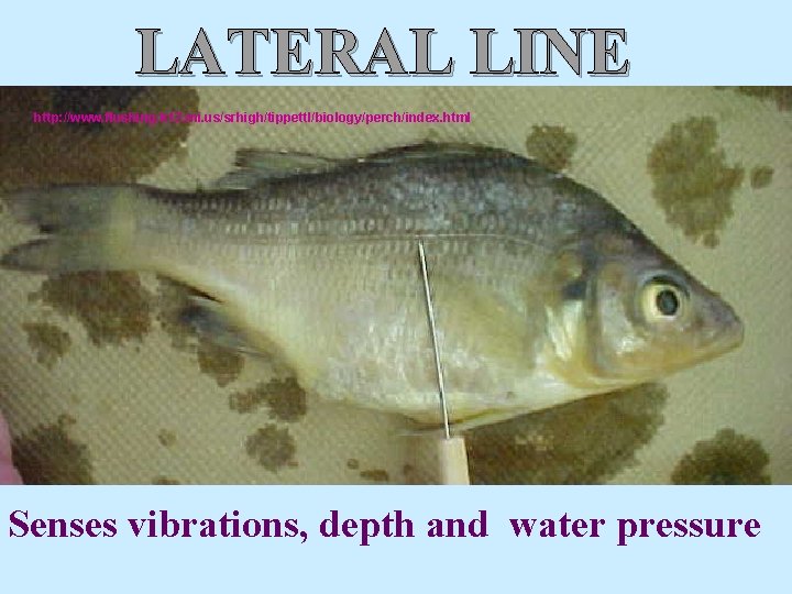 LATERAL LINE http: //www. flushing. k 12. mi. us/srhigh/tippettl/biology/perch/index. html Senses vibrations, depth and