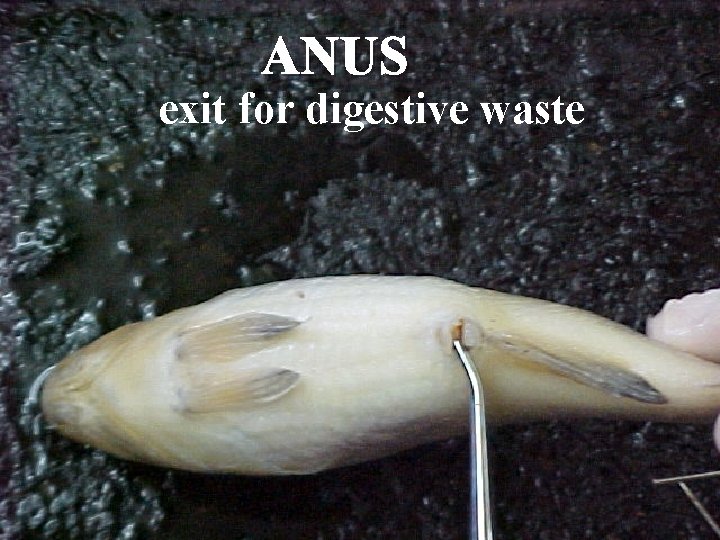 ANUS exit for digestive waste 
