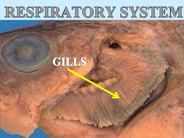 RESPIRATORY SYSTEM GILLS 