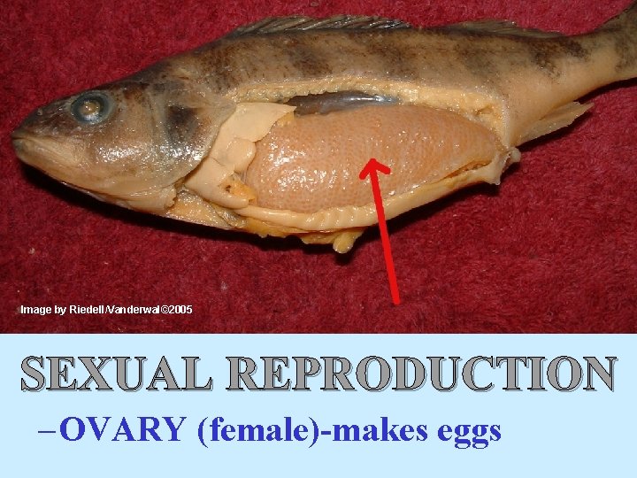 Image by Riedell/Vanderwal© 2005 SEXUAL REPRODUCTION – OVARY (female)-makes eggs 