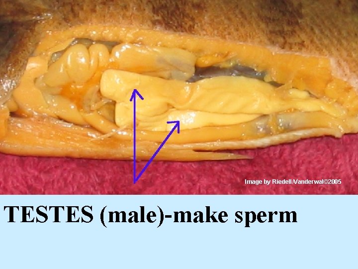 Image by Riedell/Vanderwal© 2005 TESTES (male)-make sperm 
