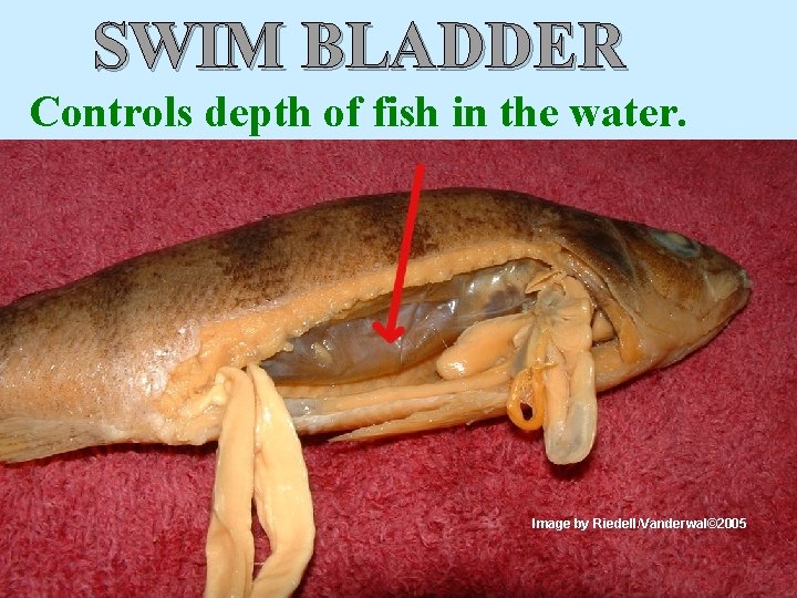 SWIM BLADDER Controls depth of fish in the water. Image by Riedell/Vanderwal© 2005 