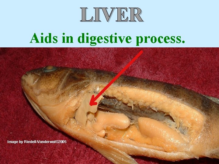 LIVER Aids in digestive process. Image by Riedell/Vanderwal© 2005 