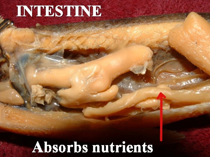 INTESTINE Absorbs nutrients 