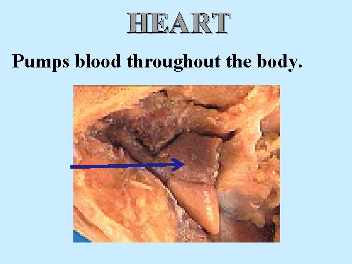 HEART Pumps blood throughout the body. 
