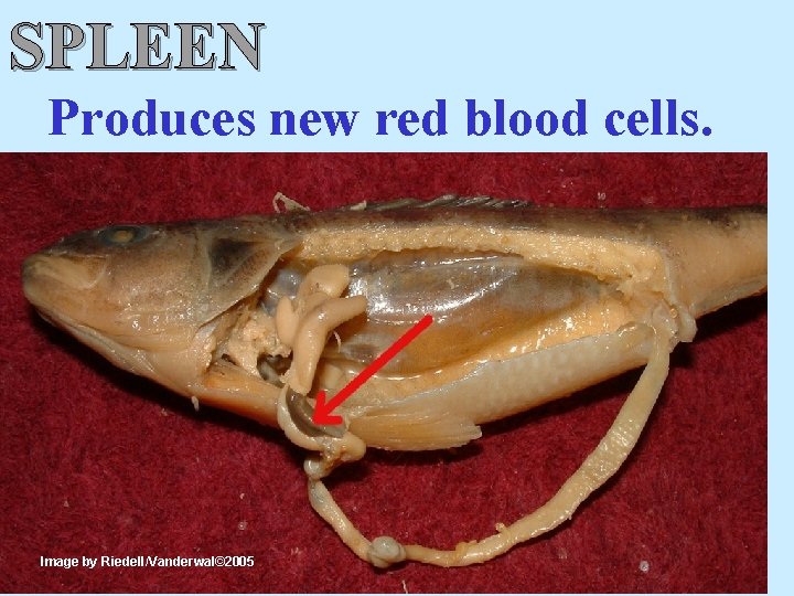 SPLEEN Produces new red blood cells. Image by Riedell/Vanderwal© 2005 
