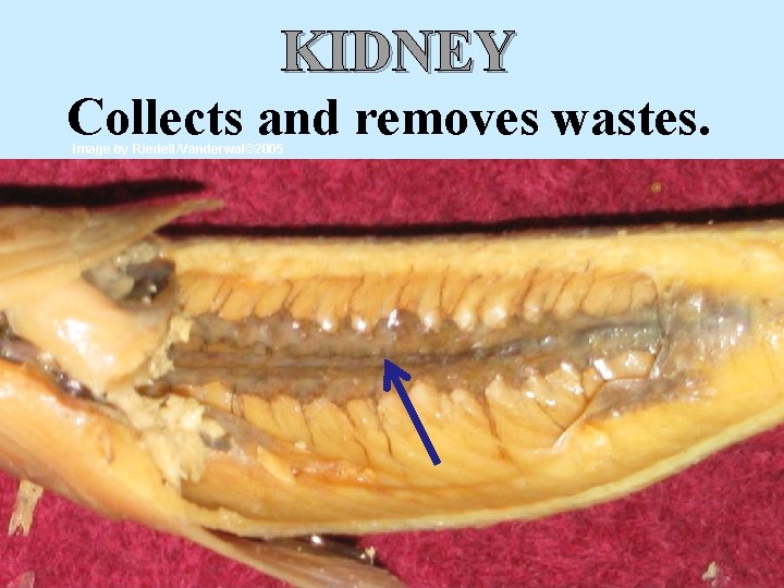 KIDNEY Collects and removes wastes. Image by Riedell/Vanderwal© 2005 