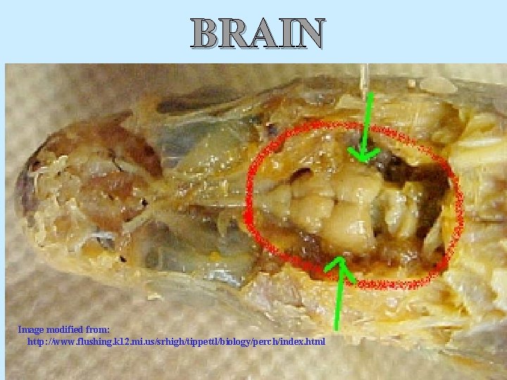 BRAIN Image modified from: http: //www. flushing. k 12. mi. us/srhigh/tippettl/biology/perch/index. html 