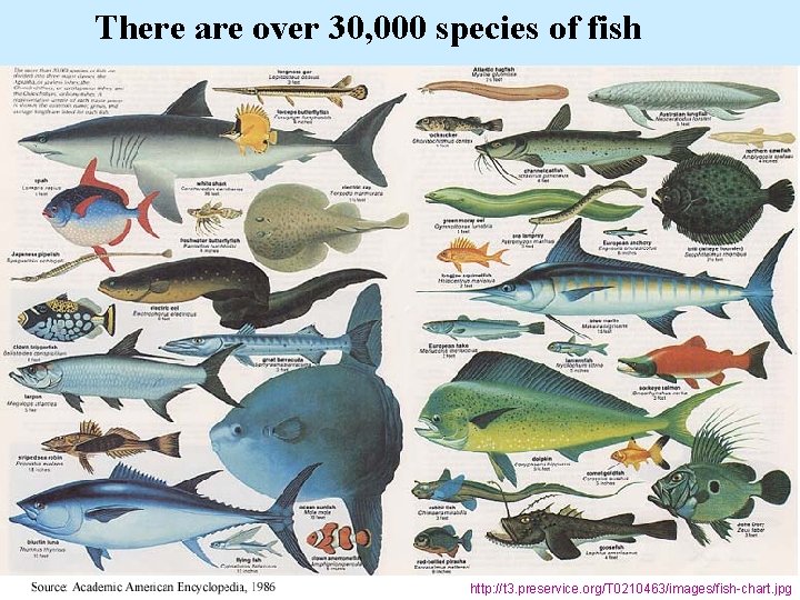 There are over 30, 000 species of fish http: //t 3. preservice. org/T 0210463/images/fish-chart.