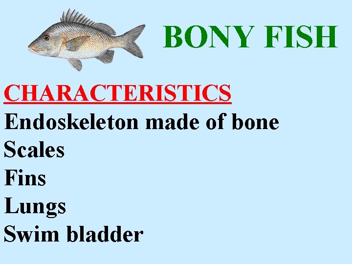 BONY FISH CHARACTERISTICS Endoskeleton made of bone Scales Fins Lungs Swim bladder 