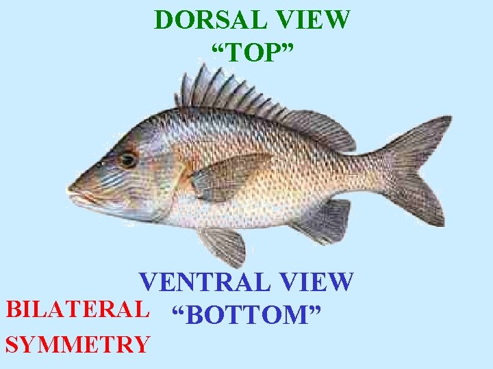 DORSAL VIEW “TOP” VENTRAL VIEW BILATERAL “BOTTOM” SYMMETRY 