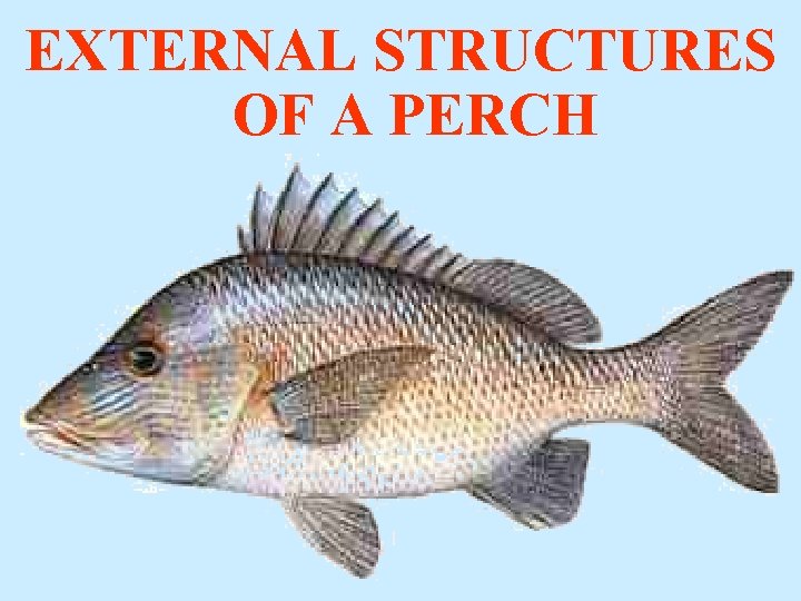 EXTERNAL STRUCTURES OF A PERCH 