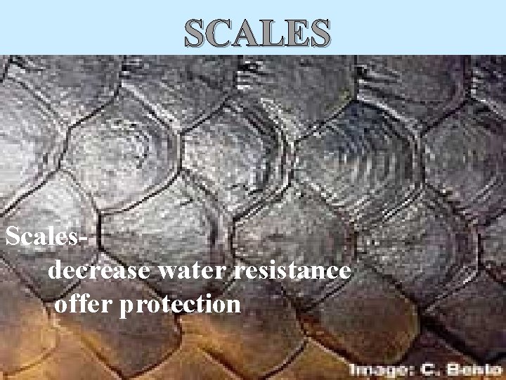 SCALES Scalesdecrease water resistance offer protection 