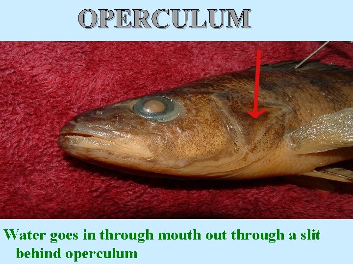 OPERCULUM Water goes in through mouth out through a slit behind operculum 