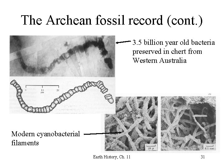 The Archean fossil record (cont. ) 3. 5 billion year old bacteria preserved in