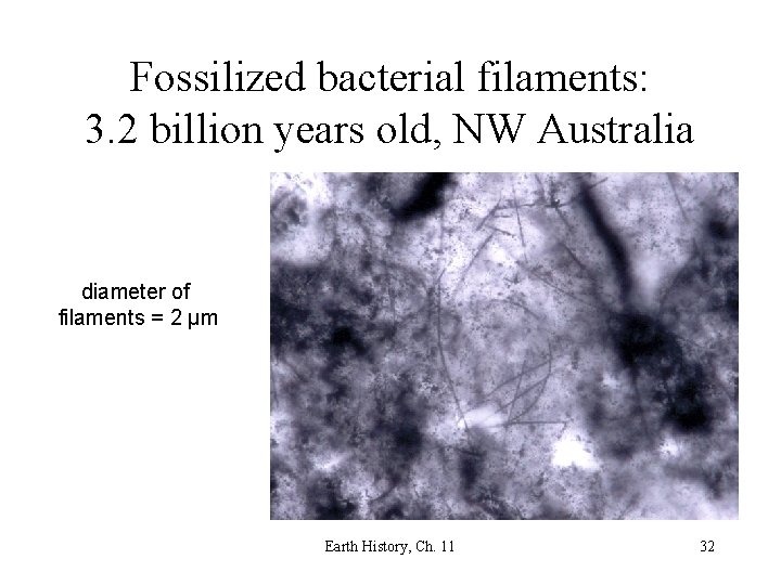 Fossilized bacterial filaments: 3. 2 billion years old, NW Australia diameter of filaments =