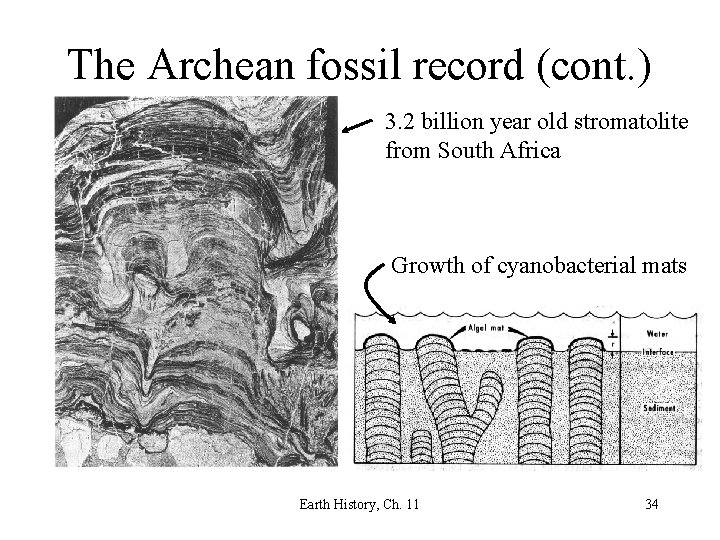 The Archean fossil record (cont. ) 3. 2 billion year old stromatolite from South